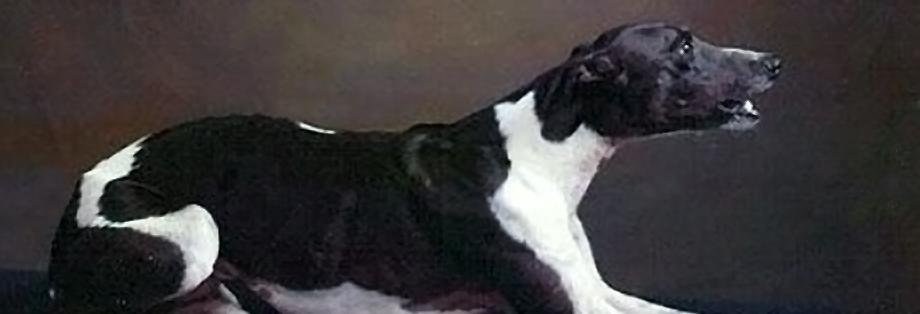 Ashley Whippet, the famous frisbee-catching dog that Ashley’s Ice Cream is named for, lying on a dark background